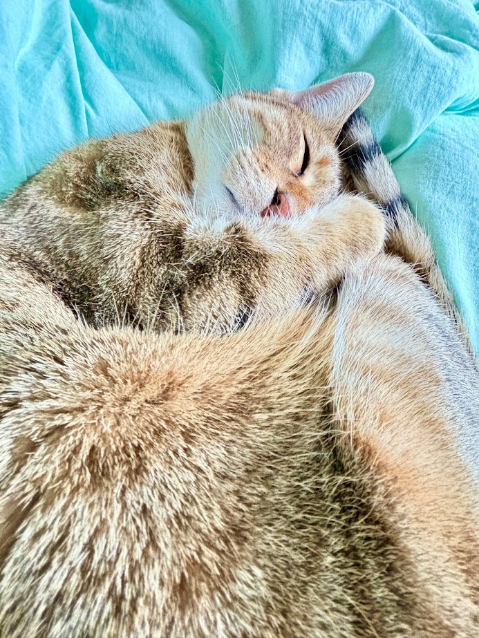 Soin énergétique animal à Montbrison, 42600